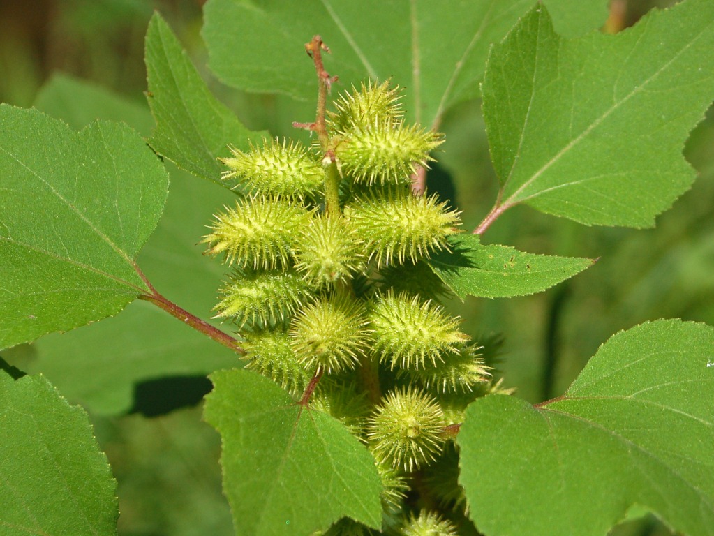 Xanthium italicum / Nappola italiana